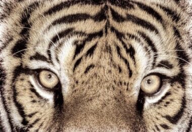 Indian tiger
