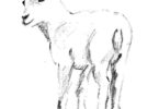 Beránek