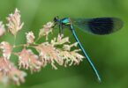 IMG 1402 web