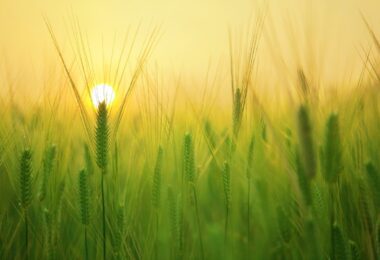 Barley field 1684052