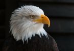 Bald, eagle