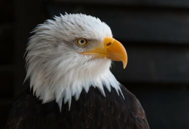 Bald, Eagle