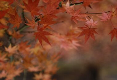 Leafs