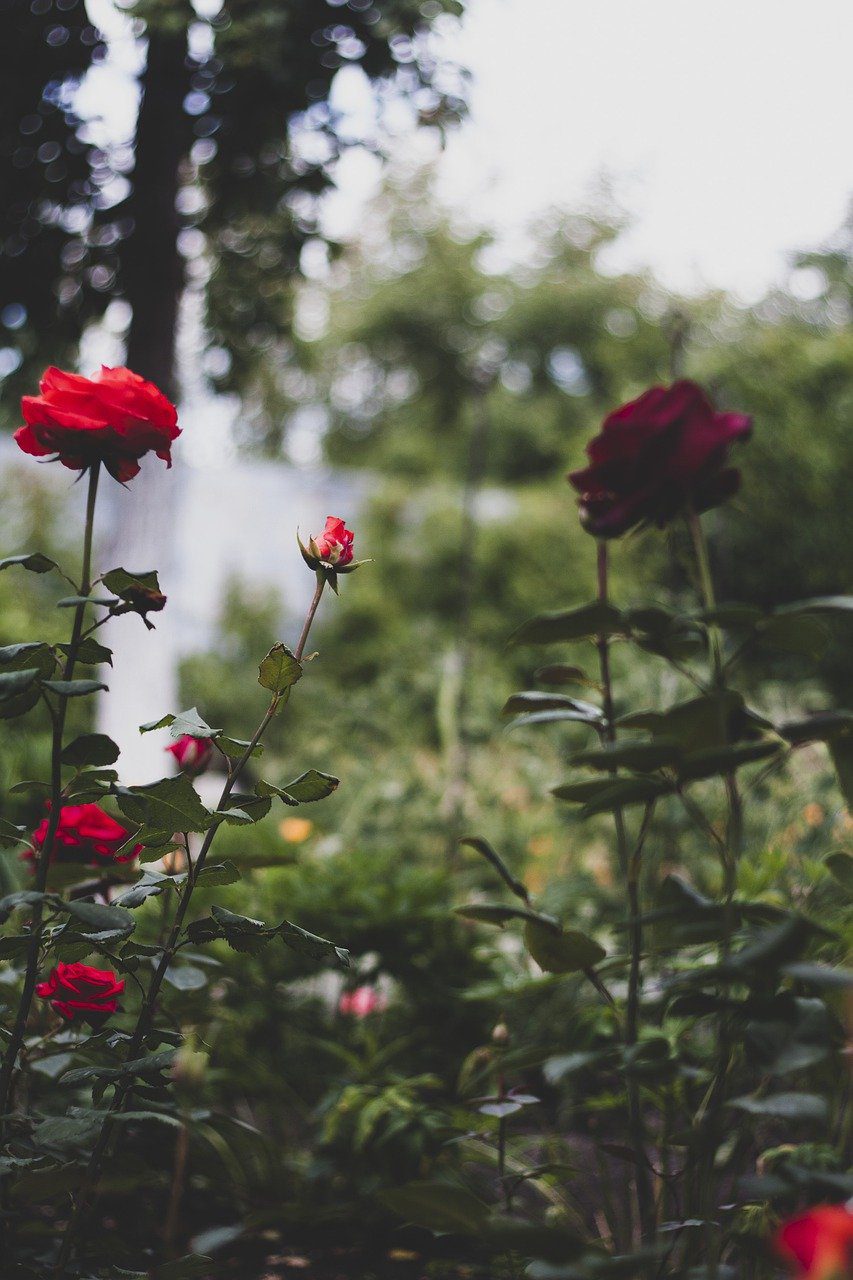 Flowers Roses Leaves Petals Buds  - svetlanabar / Pixabay