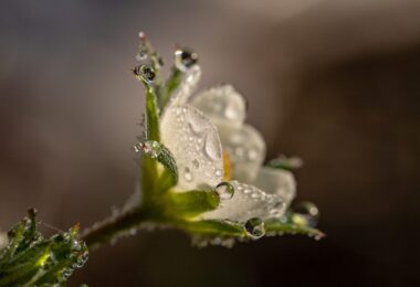 Raindrop 3402550