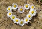 Daisy 712892