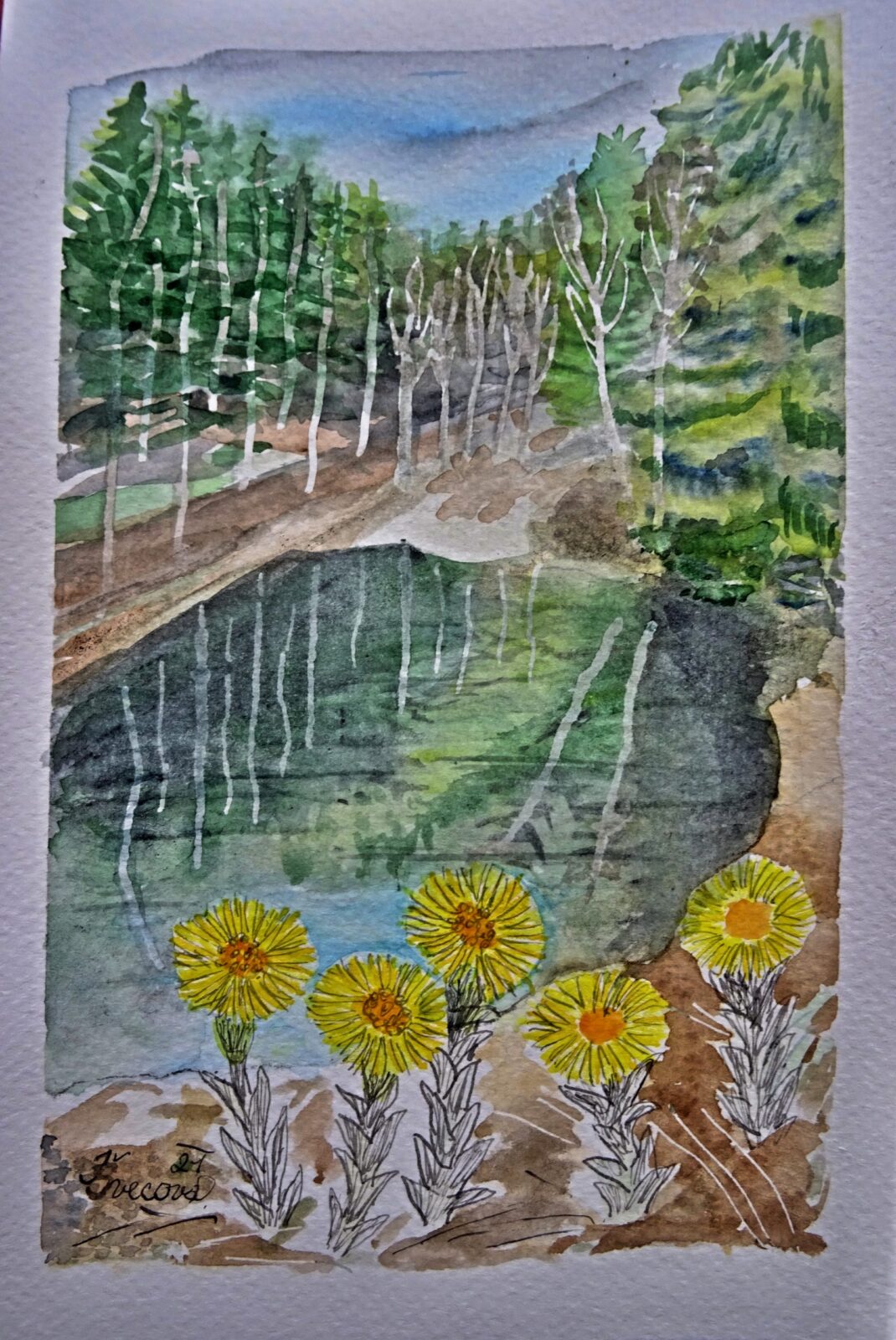 Na hrázi rybníka v lese kvete podběl