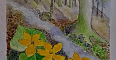 Ve vlhkém lužním lese na břehu potůčku kvetou zářivě žlutě blatouchy.