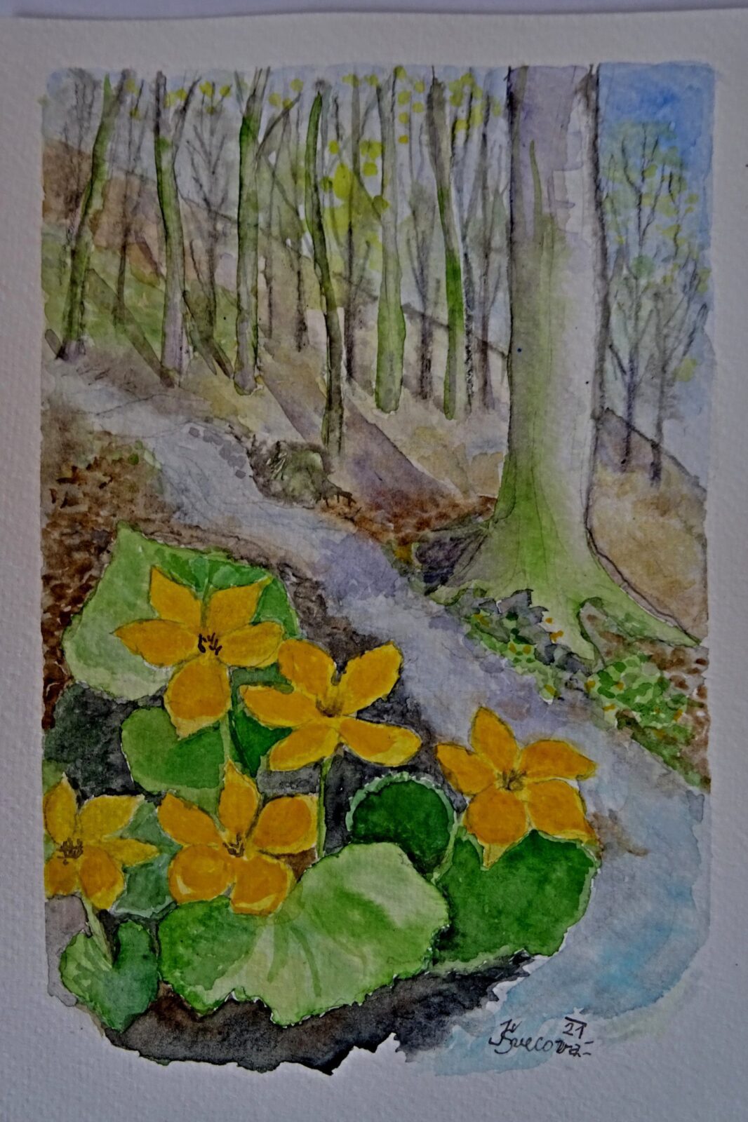 Ve vlhkém lužním lese na břehu potůčku kvetou zářivě žlutě blatouchy.