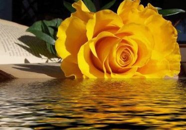 Růže v závoji světla