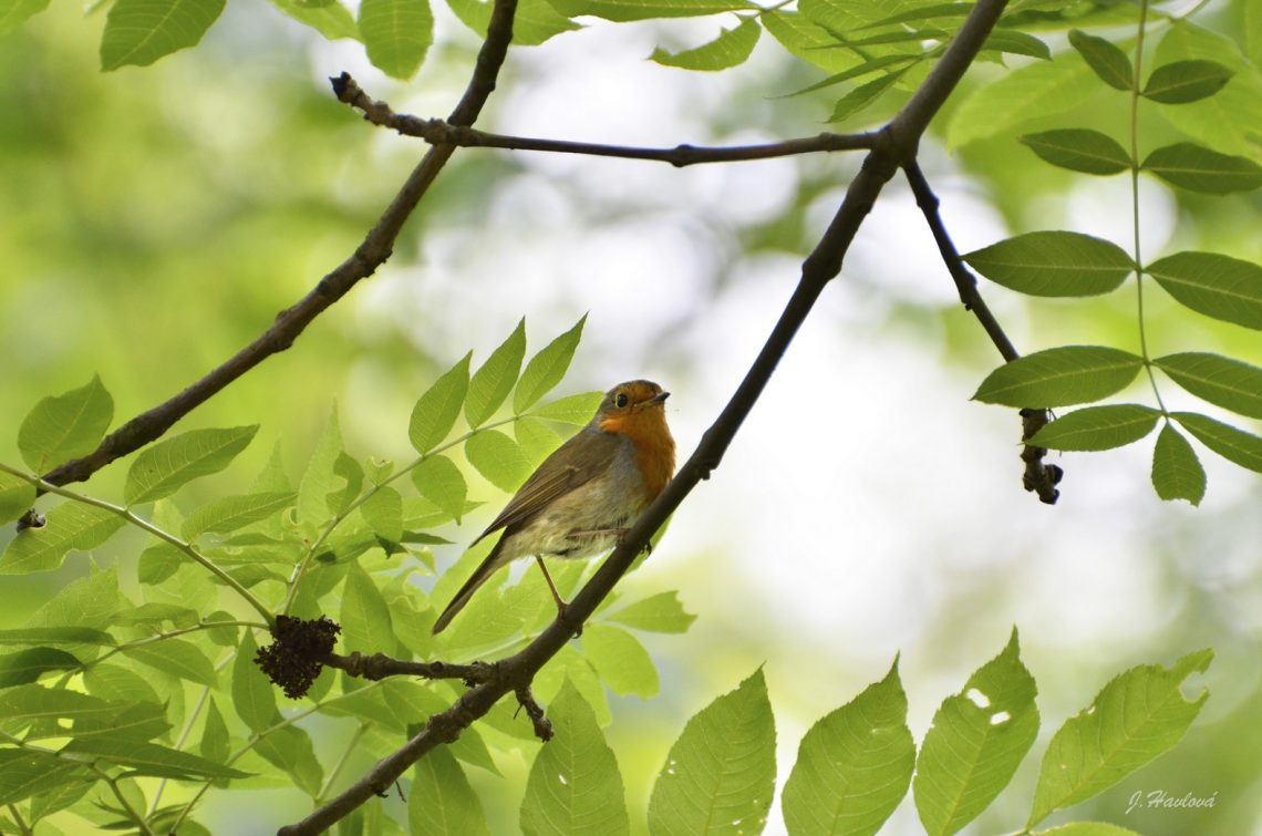 Ve svěží jarní zeleni zpívá sameček červenky