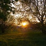 green led trees on green grass during golden hour