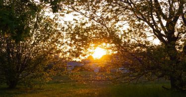 green led trees on green grass during golden hour