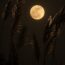 full moon