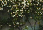 white petaled flowers