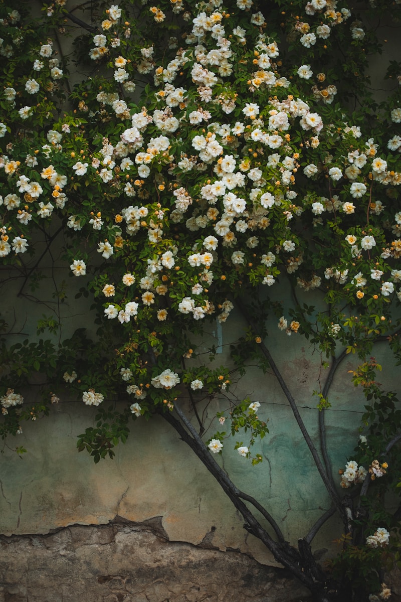 white petaled flowers