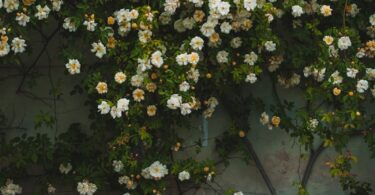 white petaled flowers