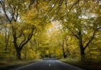 road between green tress