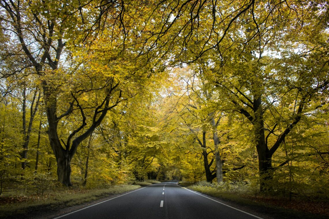 road between green tress