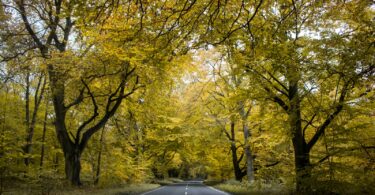 road between green tress