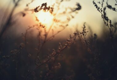 The sun is setting over a field of tall grass