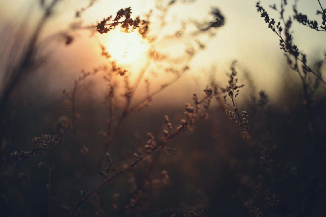 The sun is setting over a field of tall grass
