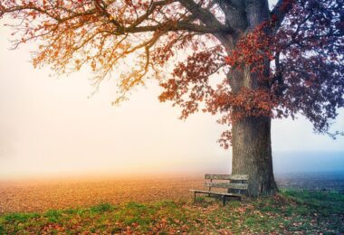 tree, park bench, autumn