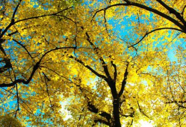 low-angle photography of yellow leafed trees