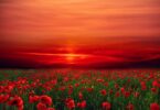poppies, sunset, field
