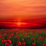 poppies, sunset, field