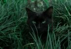 black cat hiding behind green grass