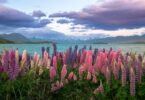 A field of flowers next to a body of water