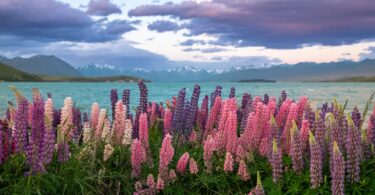 A field of flowers next to a body of water