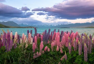 A field of flowers next to a body of water