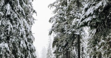 A small cabin in the middle of a snowy forest