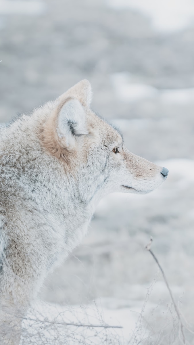 A wolf standing in the snow with its eyes closed