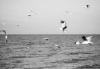 Majestic seagulls soaring above a calm ocean in monochrome.