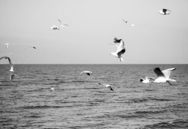 Majestic seagulls soaring above a calm ocean in monochrome.