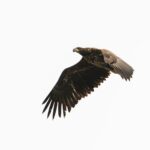 A large bird flying through a white sky