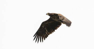 A large bird flying through a white sky