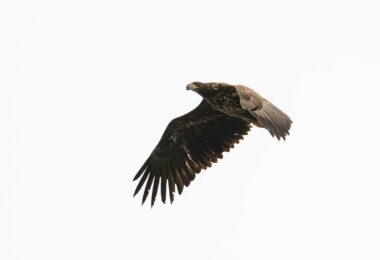 A large bird flying through a white sky