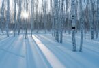 A snow covered forest filled with lots of trees
