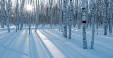 A snow covered forest filled with lots of trees