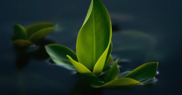 A green leaf floating on top of a body of water