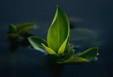 A green leaf floating on top of a body of water