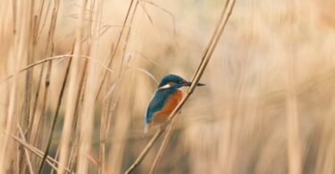 A small bird sitting on top of a dry grass field