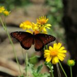butterfly, nature, insect, flower, pollination, wings, pollinate