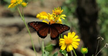 butterfly, nature, insect, flower, pollination, wings, pollinate