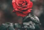 red rose with droplets