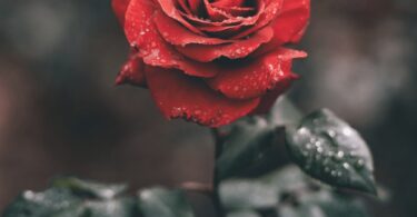 red rose with droplets